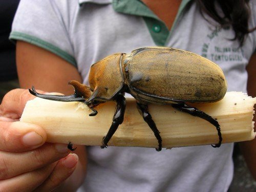 Породы жуков в Новосиле | ЗооТом портал о животных