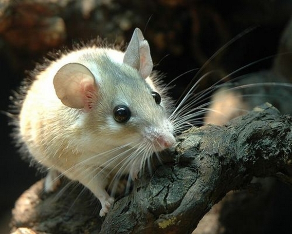 Все о мышах в Новосиле | ЗооТом - продажа, вязка и услуги для животных в Новосиле