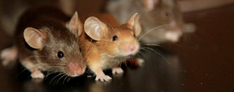 Все о мышах в Новосиле | ЗооТом - продажа, вязка и услуги для животных в Новосиле