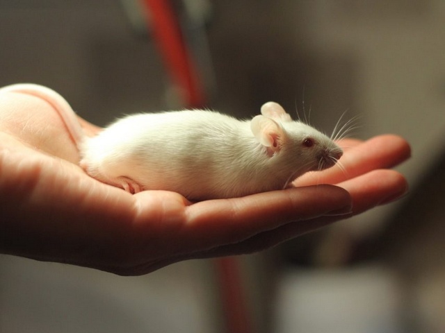 Содержание мышей и уход за ними в Новосиле | ЗооТом - продажа, вязка и услуги для животных в Новосиле
