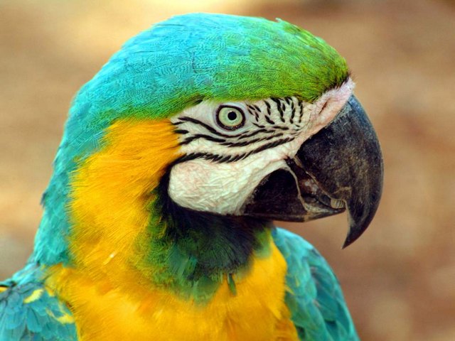 Все о попугаях в Новосиле | ЗооТом портал о животных