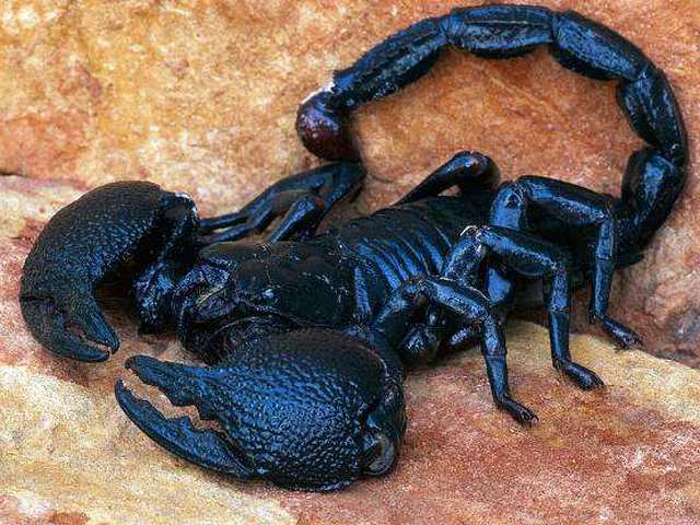 Все о скорпионах в Новосиле | ЗооТом портал о животных