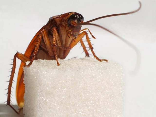 Все о тараканах в Новосиле | ЗооТом портал о животных