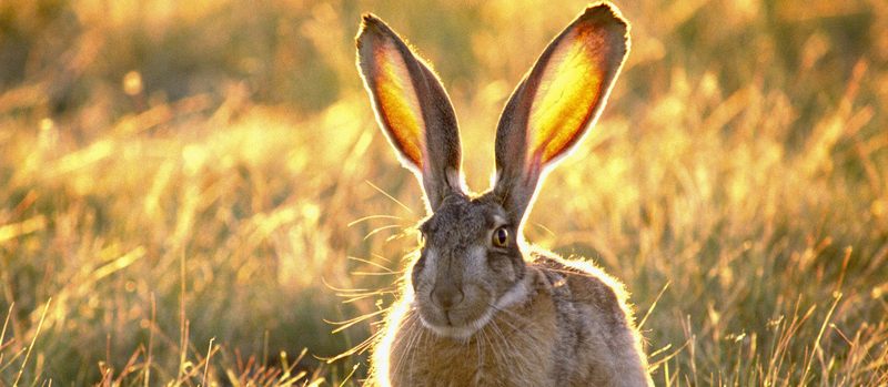 Все о зайцах | ЗооТом - продажа, вязка и услуги для животных в Новосиле
