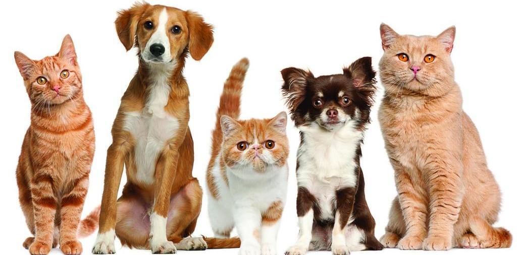 Доска объявлений о животных | ЗооТом - продажа, вязка и услуги для животных в Новосиле