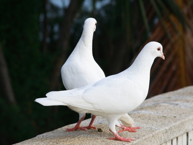 Все о голубях | ЗооТом - продажа, вязка и услуги для животных в Новосиле