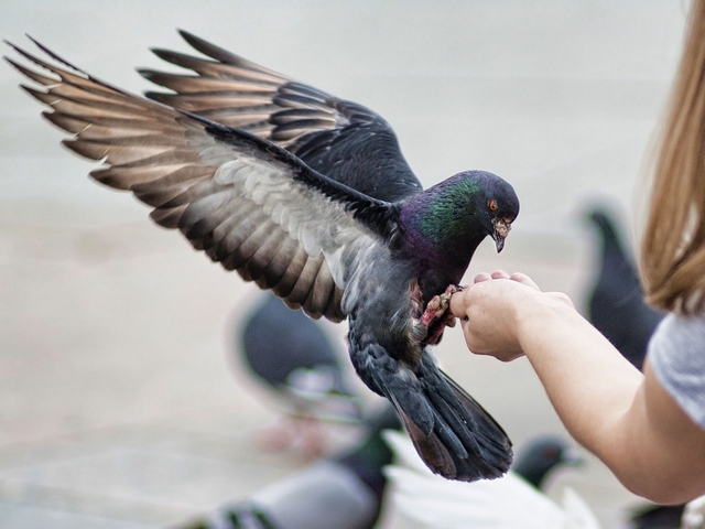 Все о голубях | ЗооТом - продажа, вязка и услуги для животных в Новосиле