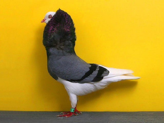 Породы голубей | ЗооТом - продажа, вязка и услуги для животных в Новосиле