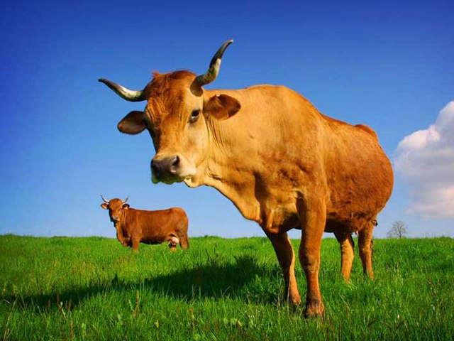 Все о коровах в Новосиле | ЗооТом портал о животных