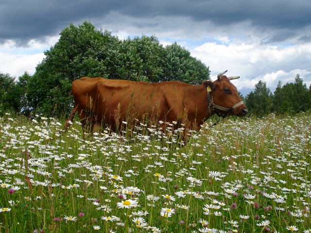 Все о коровах в Новосиле | ЗооТом портал о животных