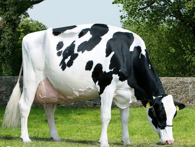Породы коров в Новосиле | ЗооТом портал о животных