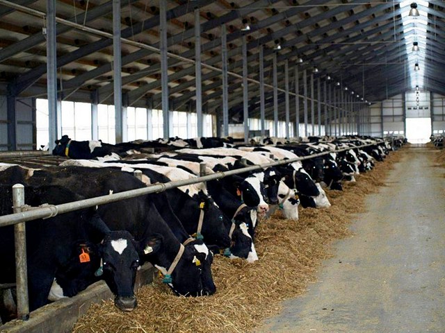 Содержание коров и уход за ними в Новосиле | ЗооТом портал о животных