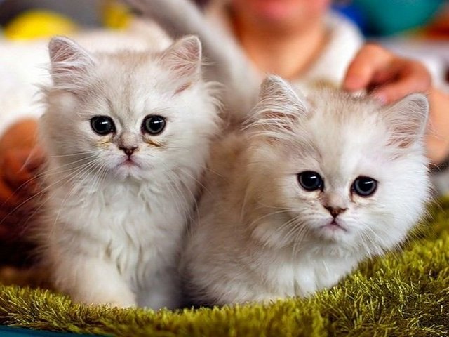 Породы кошек в Новосиле | ЗооТом портал о животных