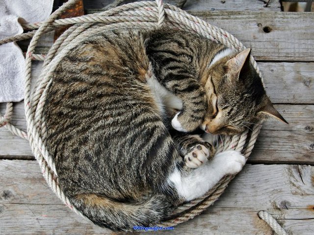 Все о кошках в Новосиле | ЗооТом портал о животных