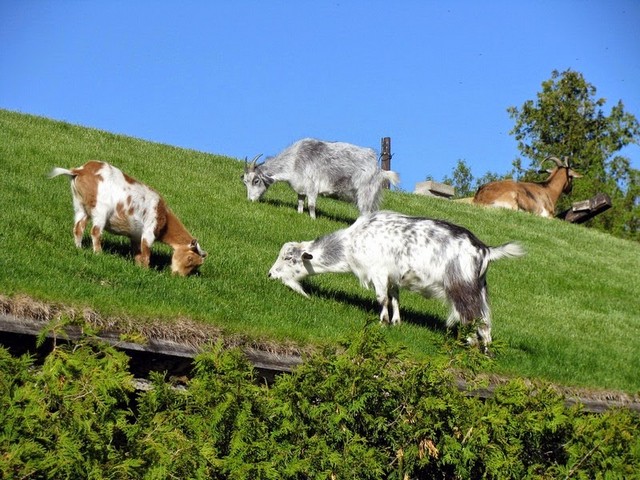 Все о козах в Новосиле | ЗооТом портал о животных