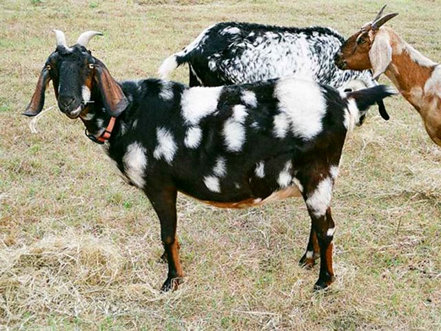 Породы коз в Новосиле | ЗооТом портал о животных