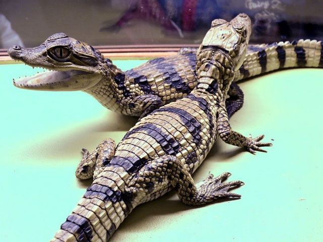 Все о крокодилах в Новосиле | ЗооТом портал о животных