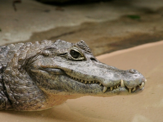 Все о крокодилах в Новосиле | ЗооТом портал о животных