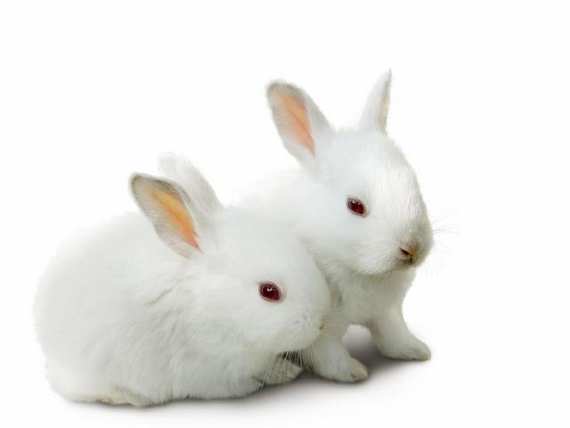 Все о кроликах в Новосиле | ЗооТом портал о животных