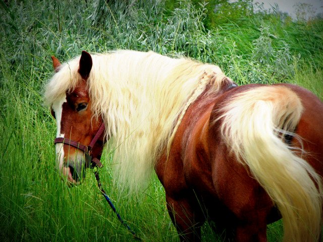 Породы лошадей в Новосиле | ЗооТом портал о животных