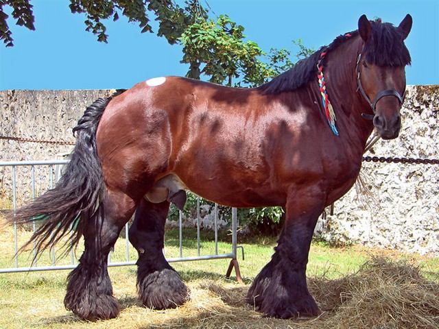Породы лошадей в Новосиле | ЗооТом портал о животных