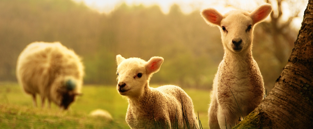 Объявления о сельскохозяйственных животных | ЗооТом - продажа, вязка и услуги для животных в Новосиле