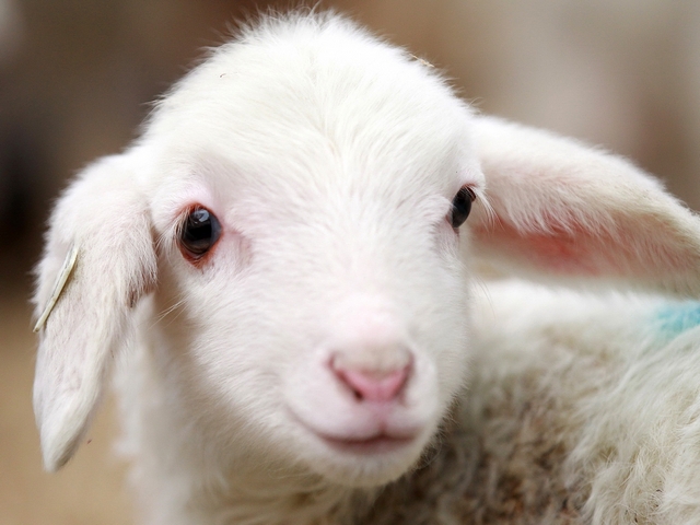 Овцы и бараны в Новосиле | ЗооТом портал о животных