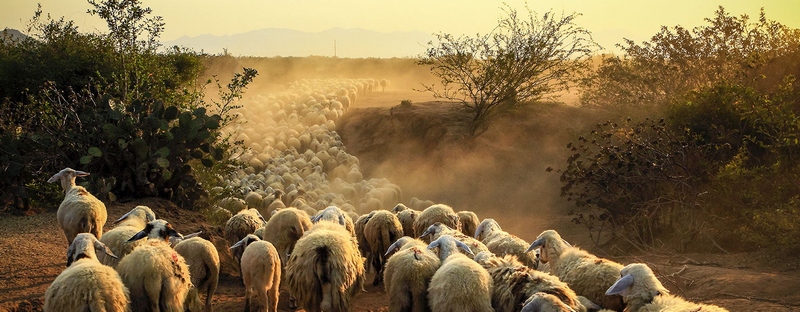 Все об овцах в Новосиле | ЗооТом портал о животных