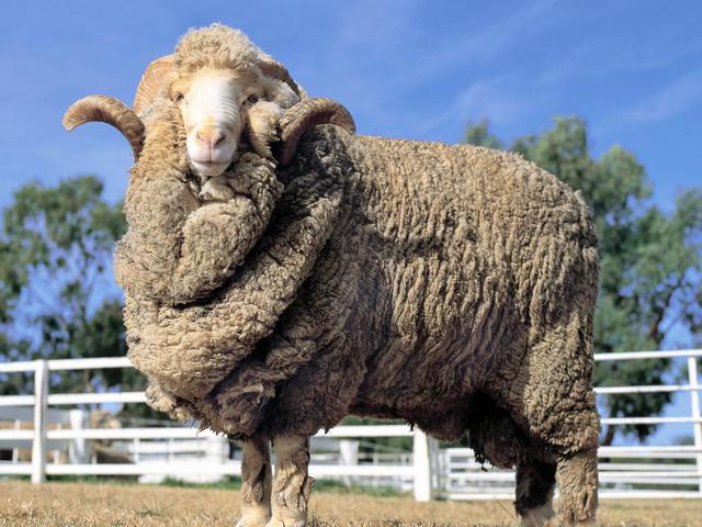 Породы овец в Новосиле | ЗооТом портал о животных