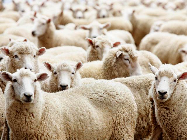 Породы овец в Новосиле | ЗооТом портал о животных
