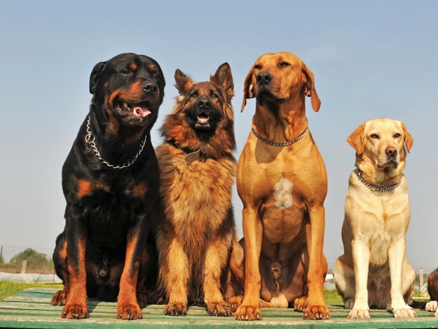 Крупные породы собак в Новосиле | ЗооТом портал о животных