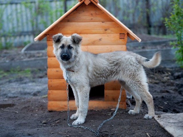 Все о собаках в Новосиле
