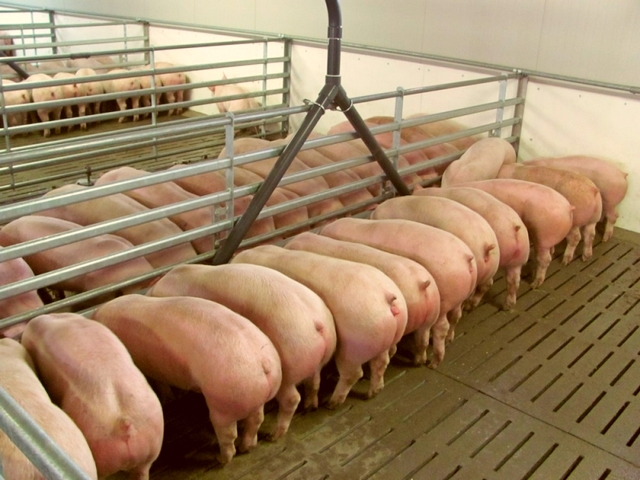 Содержание свиней и уход за ними в Новосиле | ЗооТом портал о животных
