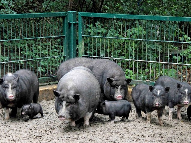 Содержание свиней и уход за ними в Новосиле | ЗооТом портал о животных
