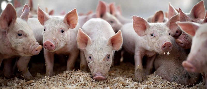 Все о свиньях в Новосиле | ЗооТом портал о животных
