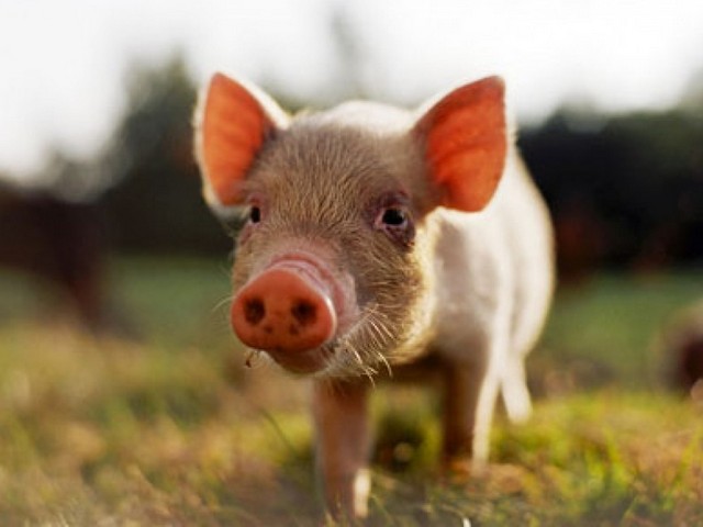Все о свиньях в Новосиле | ЗооТом портал о животных