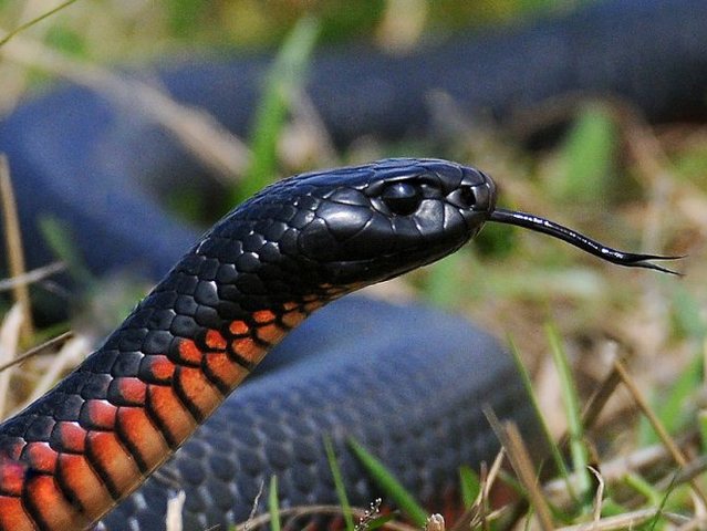 Все о змеях в Новосиле | ЗооТом портал о животных